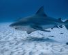 Bull Shark in Mexico