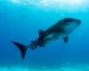 Whale shark in the Galapagos