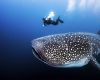 Whale shark in the Galapagos