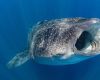 Whale shark in Isla Mujeres, Mexico