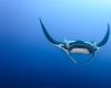 Manta ray in Revillagigedo archipelago in Mexico