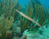 Trumpet fish in Riviera Maya, Mexico