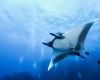 Manta ray in Socorro, Mexico