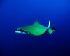 Manta Ray courtesy of Sofiane Belkessa