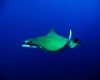 Manta Ray courtesy of Sofiane Belkessa