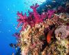 Coral reef in the Red Sea.