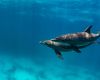 Dolphin pair in Egypt