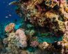 Black-spotted sweetlips in Sharm el Sheikh, Red Sea