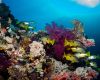 Coral reef and fish in the Southern Red Sea, Egypt