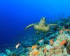 Hawksbill sea turtle in the Red Sea