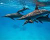 Spinner dolphin in Egypt