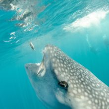 Whale Shark - Image Credit: Malcolm Nobbs