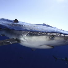 Blue Shark by Nuno Sa