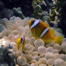 Anemone Fish in Hamata