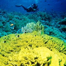 Dive the Red Sea, image courtesy of the Egyptian Tourist Board