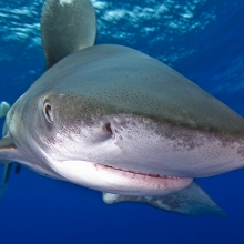 Oceanic Whitetip Shark - image courtesy of Malcolm Nobbs