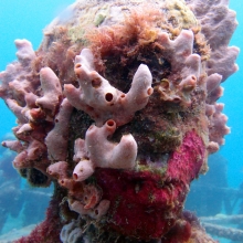 Underwater Sculpture Park, Grenada