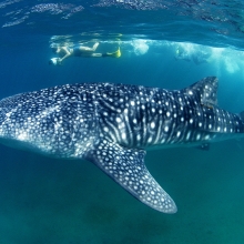 Whale Shark Encounter