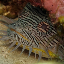 Splendid Toadfish