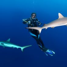A Sensational Shark Season in the Red Sea