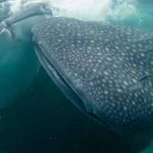 Whale sharks in Cenderawasih Bay, Indonesia