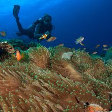 Diver exploring a coral reef in Indonesia