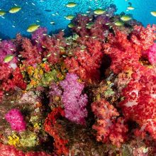 Coral reef in Indonesia