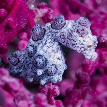 Pygmy seahorse in Indonesia