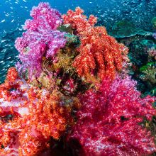 Coral reef in the Similan Islands, Thailand