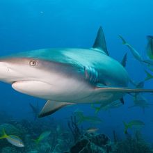Caribbean reef shark in the Bahamas