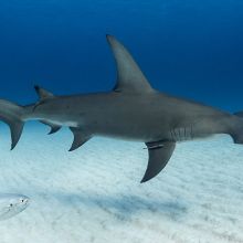 Great hammerhead shark in the Bahamas