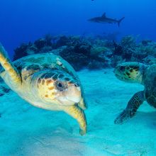 Turtles in Tiger Beach in Bahamas