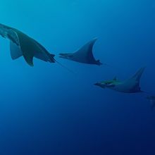 Mobula ray in the Azores