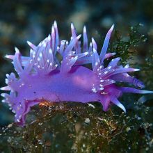 Nudibranch in Lanzarote, Spain