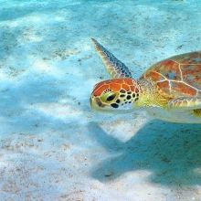 Green turtle in Bonaire