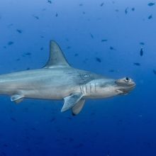 Hammerhead shark in Cocos Island, Costa Rica