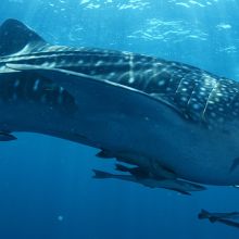 Whale shark in the Maldives