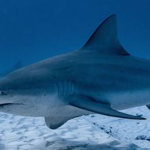 Bull Shark in Mexico