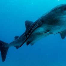 Whale shark in the Galapagos