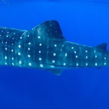 Whale shark in Isla Mujeres, Mexico