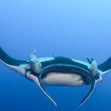 Manta ray in Revillagigedo archipelago in Mexico