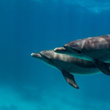 Dolphin pair in Egypt