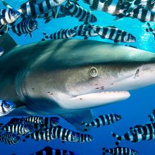Oceanic white-tip shark in the Red Sea, Egypt