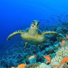 Hawksbill sea turtle and coral reef in Egypt