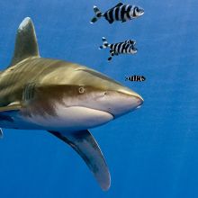 Oceanic white-tip shark in Egypt