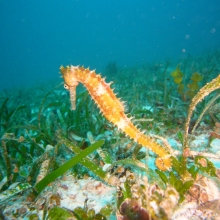 Philippines diving