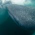 Whale sharks in Cenderawasih Bay, Indonesia