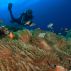 Diver exploring a coral reef in Indonesia