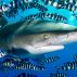 Oceanic white-tip shark in the Red Sea, Egypt