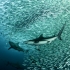 Sardine Run